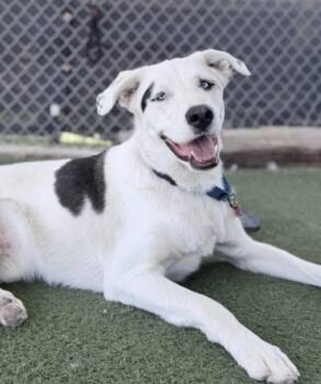 Mulkey -  Husky and Australian Shepherd Dog for Adoption in Fruit Heights, Utah - Mulkey | PetCurious
