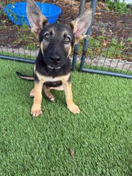 Yoda -  Shepherd Dog for Adoption in Lakeland, Florida - Yoda | PetCurious