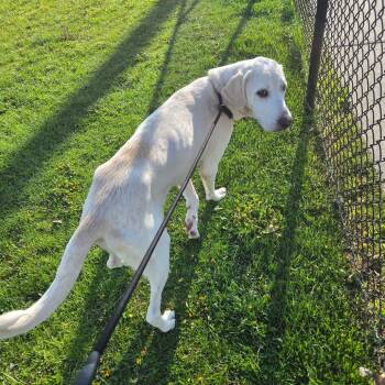 Yellow Labrador Retriever and Mixed Breed Dogs Available for Adoption in Binghamton, New York - Lady Diana, Princess Of Broome County | PetCurious