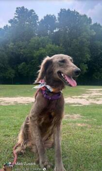 Alfie -  Afghan Hound Dog for Adoption in Winston-salem, North Carolina - Alfie | PetCurious