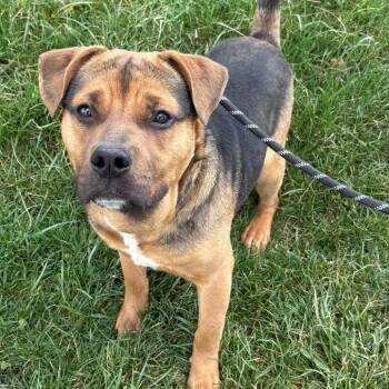 Mixed Breed Dogs Available for Adoption in Saint Joseph, Missouri - Darrell | PetCurious