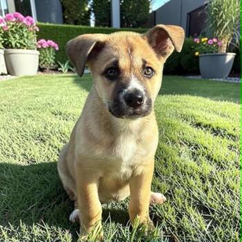 Shepherd Dogs Available for Adoption in Fort Worth, Texas - Daisy May | PetCurious