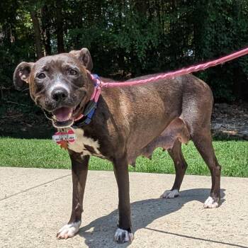 Billie Eilish -  Pit Bull Terrier Dog for Adoption in Wake Forest, North Carolina - Billie Eilish | PetCurious