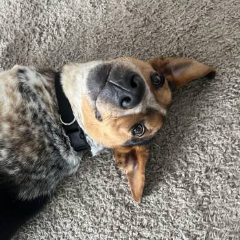 Australian Cattle Dog Blue Heeler Dogs Available for Adoption in Lexington, Kentucky - Jack Jumpin Flash | PetCurious
