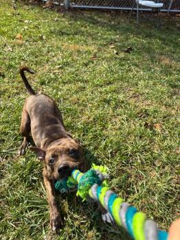 Rescue Pit Bull Terrier Dogs for Adoption in Saint Charles, Missouri - California | PetCurious