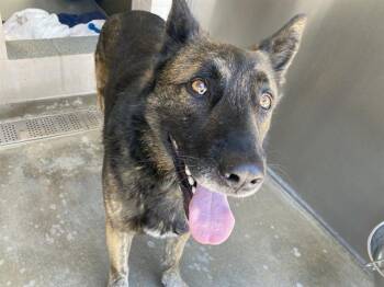 LOBO -  German Shepherd Dog Dog for Adoption in Tustin, California - LOBO | PetCurious