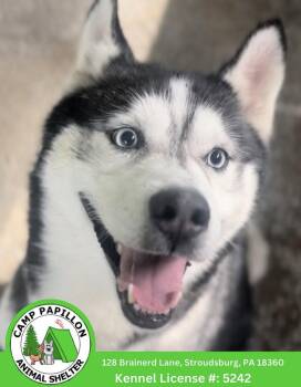 Husky Dogs Available for Adoption in Stroudsburg, Pennsylvania - Seraiah | PetCurious