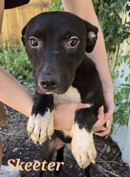 Rescue Mixed Breed Dogs for Adoption in Jackson, Mississippi - Skeeter | PetCurious