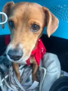 Eduardo -  Dachshund and Chihuahua Dog for Adoption in Jenkintown, Pennsylvania - Eduardo | PetCurious