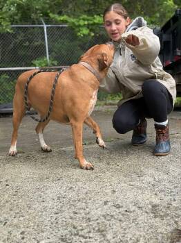 Hound Dogs Available for Adoption in Hinton, West Virginia - Banjo (5yo, 70lbs | PetCurious