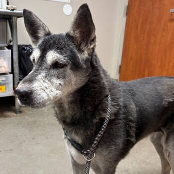 Rescue Shepherd and Collie Dogs for Adoption in Yuma, Arizona - Abby | PetCurious