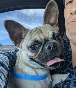 Pug Dogs Available for Adoption - Sally | PetCurious