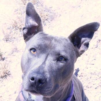 Jericho(Socs) -  Pit Bull Terrier Dog for Adoption in Rifle, Colorado - Jericho(Socs) | PetCurious