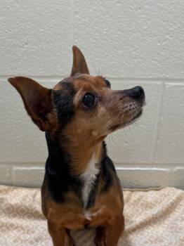 Bailey -  Chihuahua and Mixed Breed Dog for Adoption in Gillette, Wyoming - Bailey | PetCurious