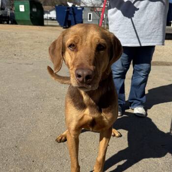 Hound Dogs Available for Adoption - Cosmo | PetCurious