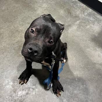 Terrier Dogs Available for Adoption - Truce | PetCurious