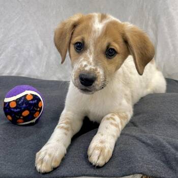 Eli -  Australian Shepherd Dog for Adoption in Tulsa, Oklahoma - Eli | PetCurious