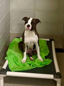 Rescue Pit Bull Terrier Dogs for Adoption in Virginia Beach, Virginia - 172089 Pinky AKA Celisse | PetCurious