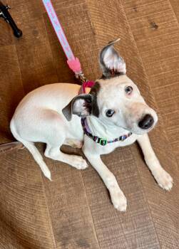 Gunther -  Terrier Dog for Adoption in Gainesville, Georgia - Gunther | PetCurious