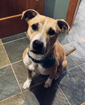 Rescue Pit Bull Terrier and American Staffordshire Terrier Dogs for Adoption in Coarsegold, California - JJ | PetCurious