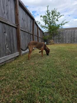 Rescue Doberman Pinscher Dogs for Adoption in Wantagh, New York - Brownie | PetCurious