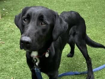 ROCCO -  Labrador Retriever Dog for Adoption in Palo Alto, California - ROCCO | PetCurious