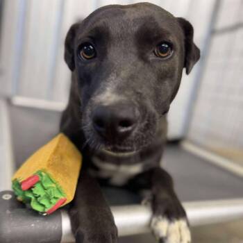 Mixed Breed Dogs Available for Adoption in Parrish, Alabama - Indie | PetCurious