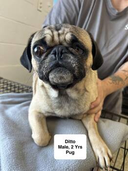 Ditto -  Pug Dog for Adoption in Blue Springs, Missouri - Ditto | PetCurious