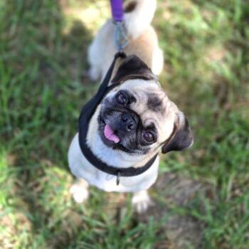 Vanessa -  Pug Dog for Adoption in Alvin, Texas - Vanessa | PetCurious