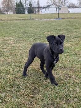 Labrador Retriever Dogs Available for Adoption - Sweetie | PetCurious