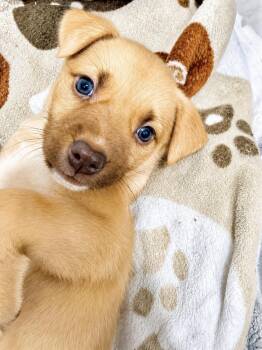 Retriever Dogs Available for Adoption in Copiague, New York - Abigail | PetCurious