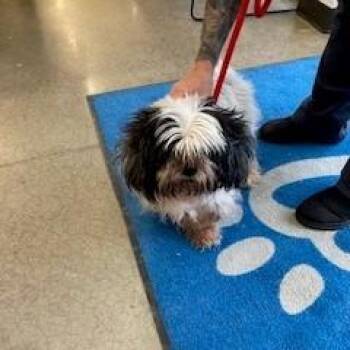 YORK-Stray-16550 -  Shih Tzu Dog for Adoption in York, Pennsylvania - YORK-Stray-16550 | PetCurious