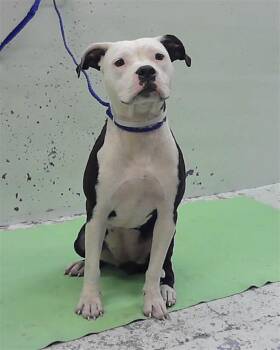 POLLY -  Staffordshire Bull Terrier and Mixed Breed Dog for Adoption in Houston, Texas - POLLY | PetCurious