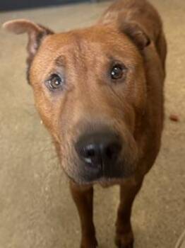 Bear -  German Shepherd Dog and Chow Chow Dog for Adoption in Cleveland, Ohio - Bear | PetCurious