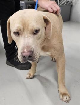 CLAY -  Pit Bull Terrier and Mastiff Dog for Adoption - CLAY | PetCurious