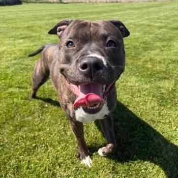 Maggie Mae -  American Bully Dog for Adoption in Prineville, Oregon - Maggie Mae | PetCurious