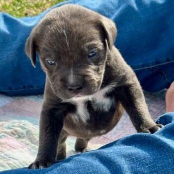 Mixed Breed Dogs Available for Adoption in Bentonville, Arkansas - Micah | PetCurious