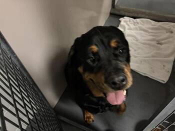 Rottweiler Dogs Available for Adoption in Antioch, California - MAX | PetCurious