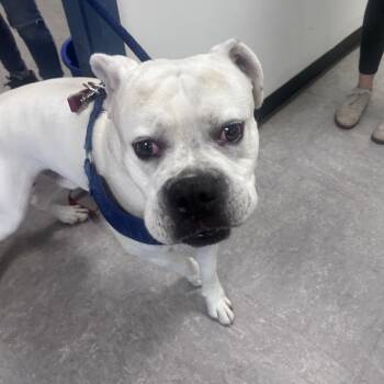Blanko -  American Bulldog Dog for Adoption in Philadelphia, Pennsylvania - Blanko | PetCurious
