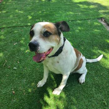 Mixed Breed Dogs Available for Adoption in Davenport, Iowa - Zander | PetCurious