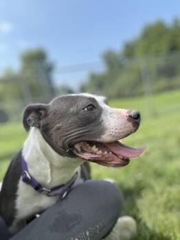 Rescue Terrier Dogs for Adoption in Ontario, Ohio - Ruby | PetCurious