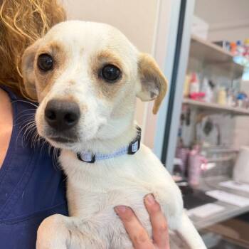 Jamison -  Chihuahua Dog for Adoption in Englewood, Florida - Jamison | PetCurious