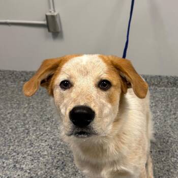 Copper -  Mixed Breed Dog for Adoption in Greenville, South Carolina - Copper | PetCurious