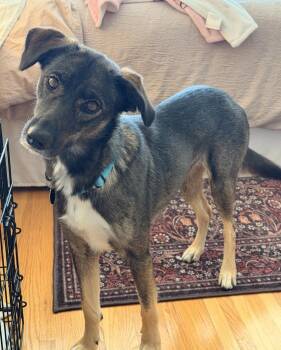Sheba -  German Shepherd Dog Dog for Adoption - Sheba | PetCurious