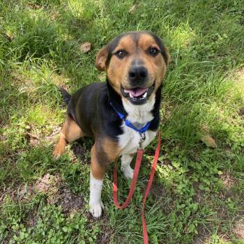 Rescue Beagle and Shepherd Dogs for Adoption in Palestine, Texas - Jury | PetCurious