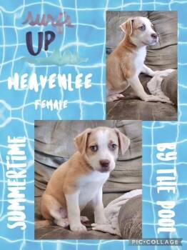 Hound Dogs Available for Adoption in Manchester, Connecticut - Heavenlee | PetCurious