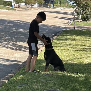 Rescue Rottweiler Dogs for Adoption in Pearland, Texas - Duchess | PetCurious