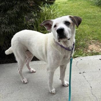 Swiss Cheese -  Mixed Breed Dog for Adoption - Swiss Cheese | PetCurious