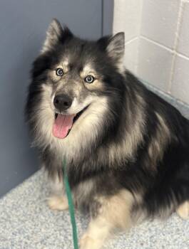 Anubis -  Husky Dog for Adoption in Stafford, Virginia - Anubis | PetCurious