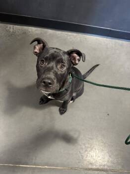 Rescue Terrier Dogs for Adoption in Greenville, South Carolina - Onyx | PetCurious